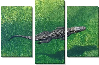 Модульная картина Крокодил №581
