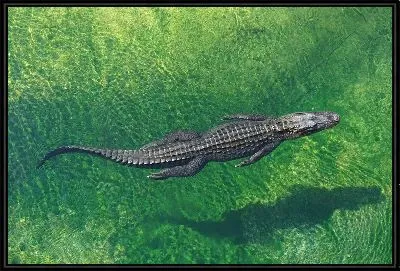 Крокодил №581