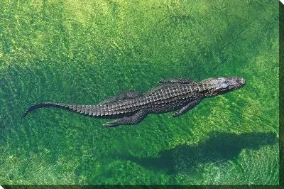 Крокодил №581