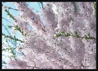 Вишня в цвету