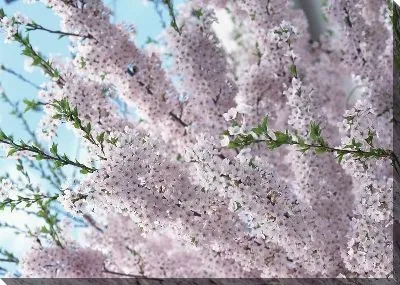 Вишня в цвету