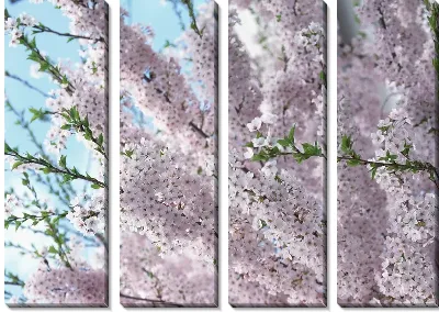 Вишня в цвету