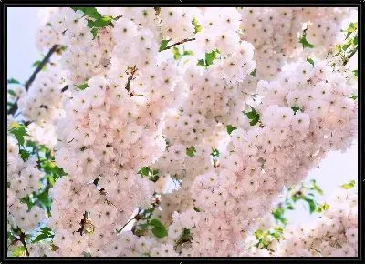 Вишня в цвету №2