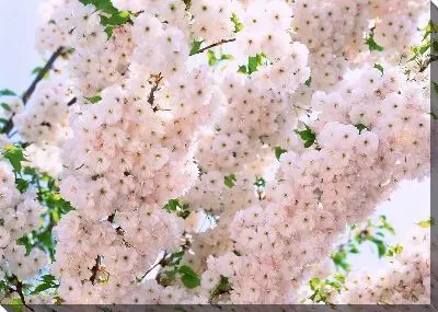 Вишня в цвету №2