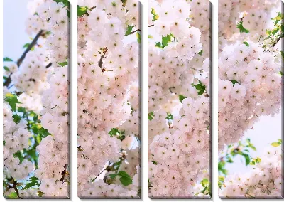 Вишня в цвету №2