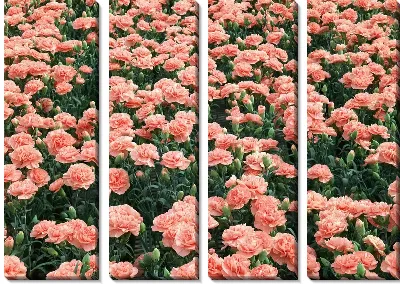 Модульная картина Гвоздика