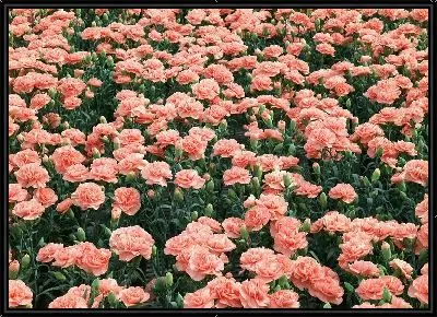 Картина Гвоздика