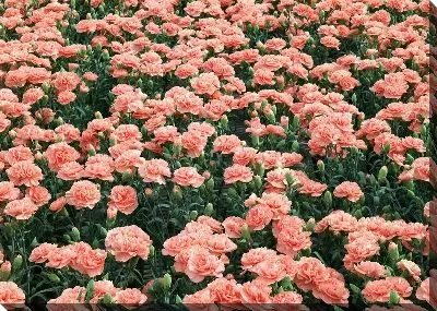 Постер Гвоздика