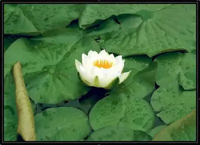 Картина Кувшинка
