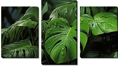 Модульная картина Листья монстеры №30