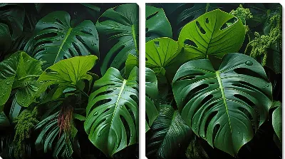 Модульная картина Монстера в джунглях №74