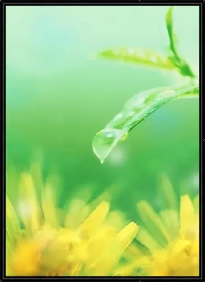 Картина Роса на листьях