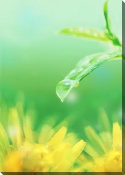 Постер Роса на листьях