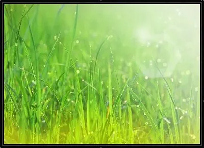 Роса на траве