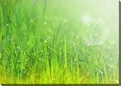 Роса на траве