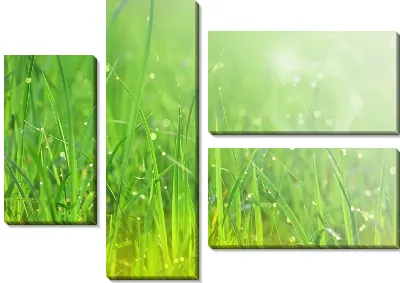 Роса на траве