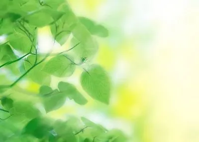 Плакат Листья