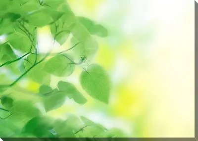 Постер Листья