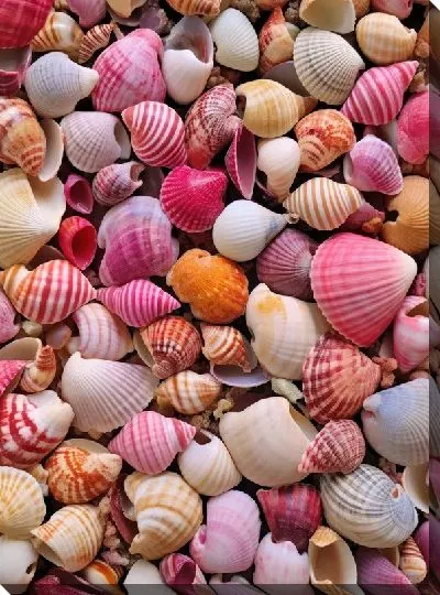 Картина маслом Ракушки №14