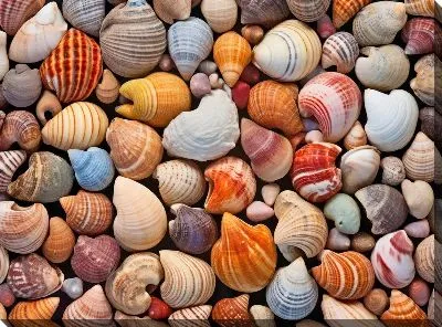 Картина маслом Ракушки №17