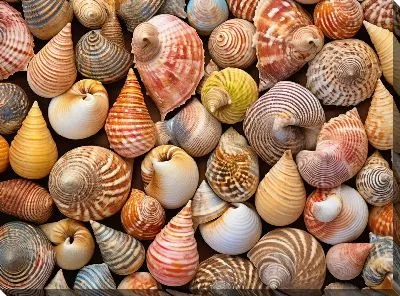 Картина маслом Ракушки №20