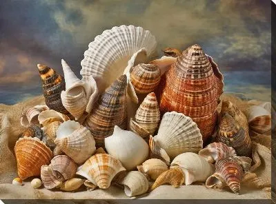 Картина маслом Ракушки №67