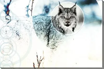 Постер Рысь