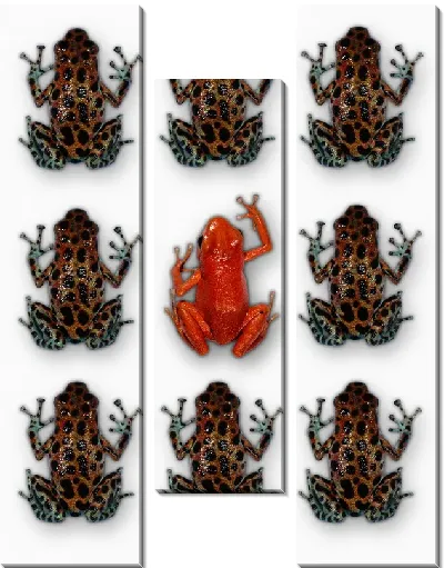 Модульная картина Лягушка