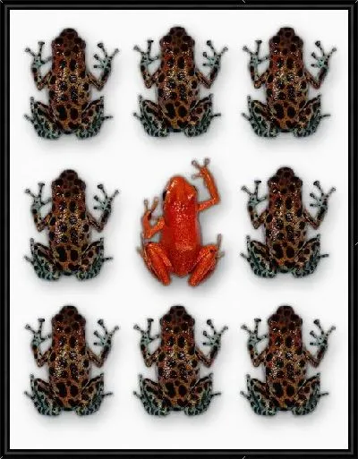 Картина Лягушка