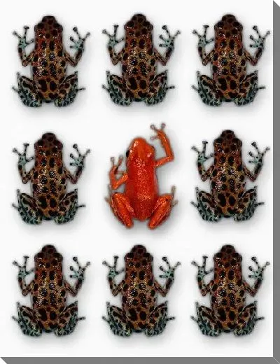 Постер Лягушка