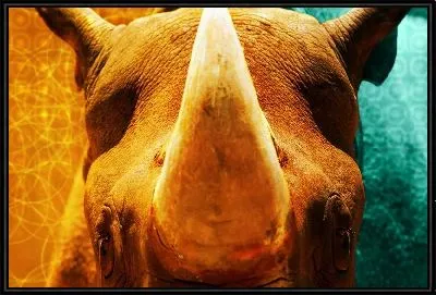 Картина Носорог №2