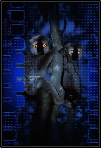 Картина Ленивцы