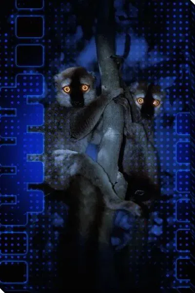 Постер Ленивцы