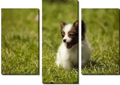 Модульная картина Щенок №4