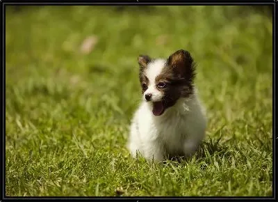 Картина Щенок №4