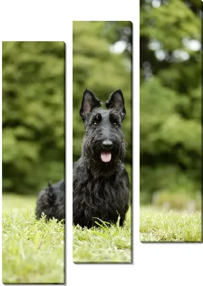 Модульная картина Собака №4