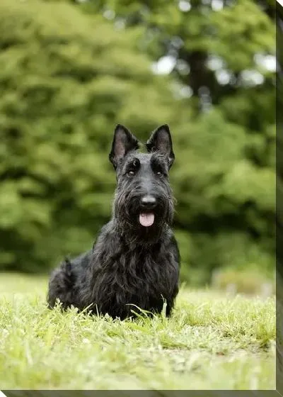 Постер Собака №4