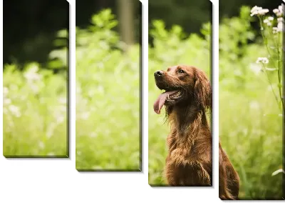 Модульная картина Собака №19