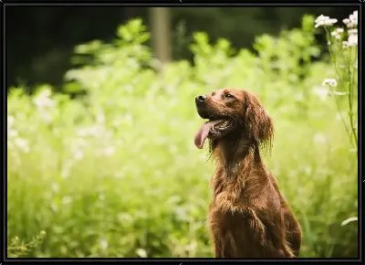 Картина Собака №19