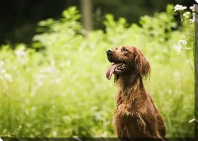 Постер Собака №19