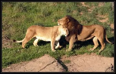 Лев и львица
