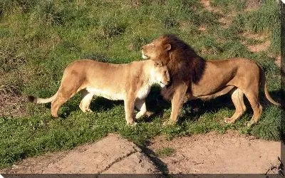 Лев и львица