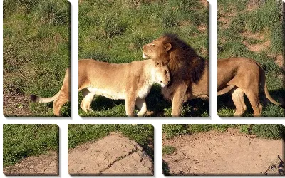 Лев и львица