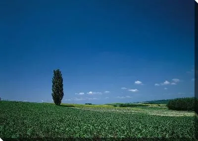 Постер Дерево в поле №9