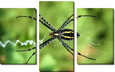 Модульная картина Паук