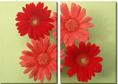 Модульная картина Герберы №3