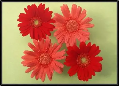 Картина Герберы №3