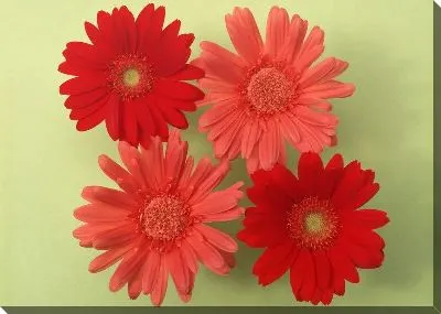 Постер Герберы №3