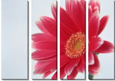 Модульная картина Герберы №4