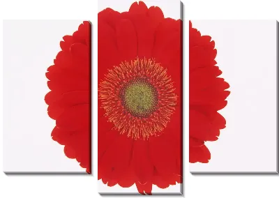 Модульная картина Герберы №5